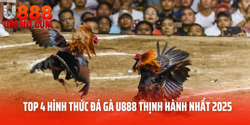 Top 4 hình thức đá gà U888 thịnh hành nhất 2025