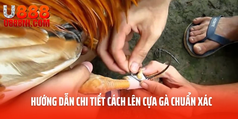 Cách Lên Cựa Gà