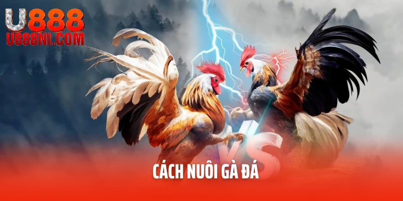 Cách Nuôi Gà Đá
