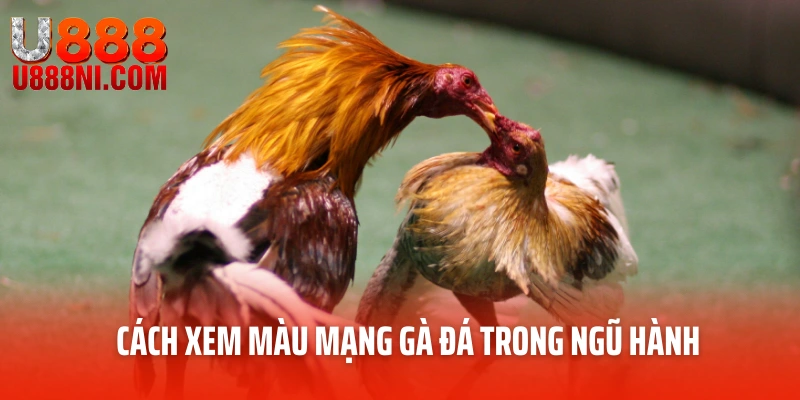 Cách xem màu mạng gà chọi trong ngũ hành