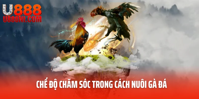Chế độ chăm sóc trong cách nuôi gà đá