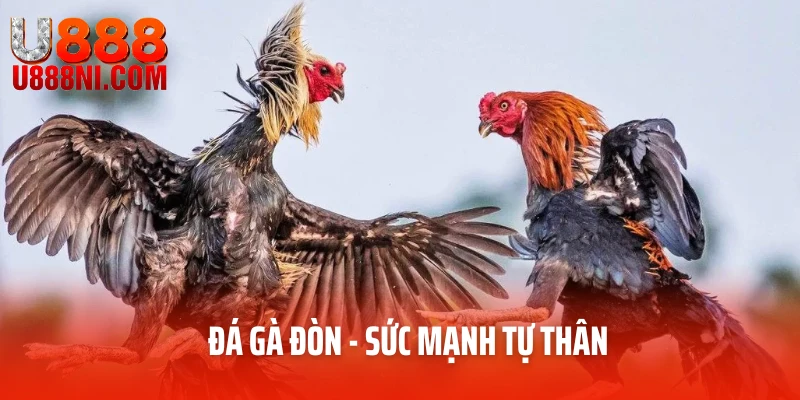 Đá gà đòn - sức mạnh tự thân