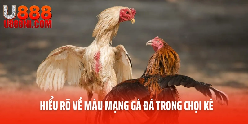 Hiểu rõ về màu mạng gà đá trong chọi kê