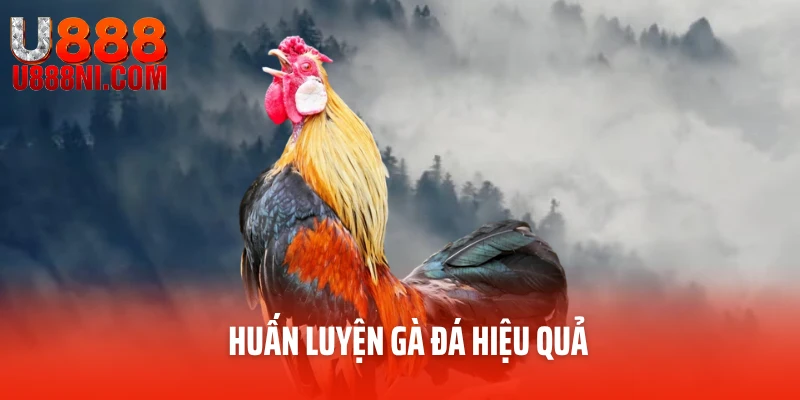 Huấn luyện gà đá hiệu quả