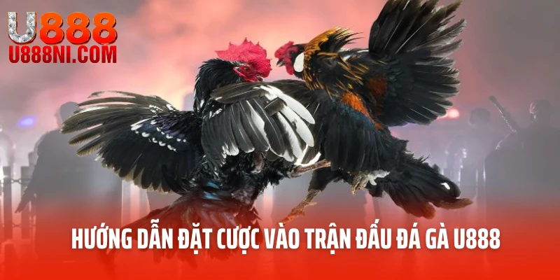 Hướng dẫn đặt cược vào trận đấu đá gà U888
