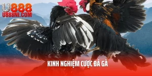 Kinh Nghiệm Cược Đá Gà