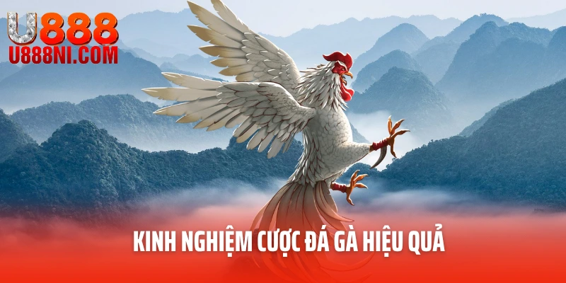 Kinh nghiệm cược đá gà hiệu quả