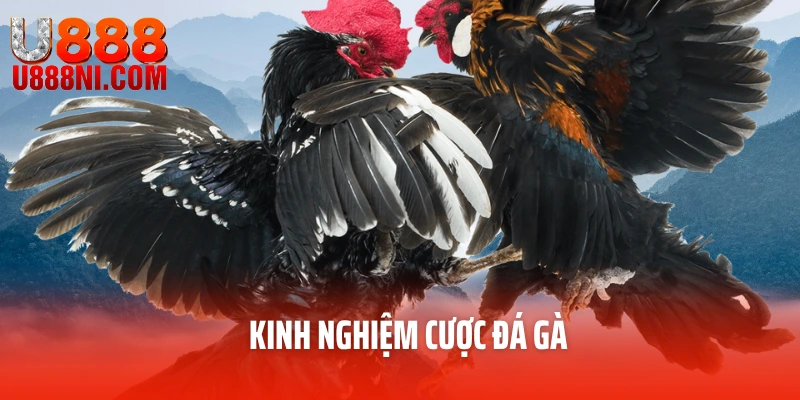 Kinh Nghiệm Cược Đá Gà