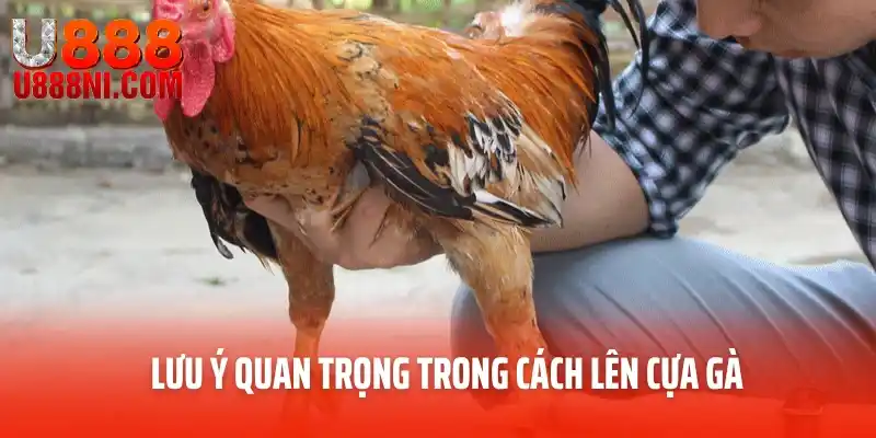 Lưu ý quan trọng trong cách lên cựa gà