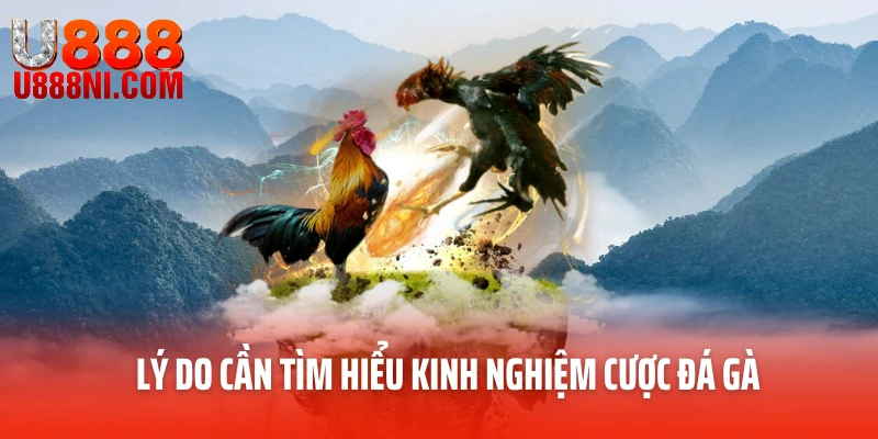 Lý do cần tìm hiểu kinh nghiệm cược đá gà