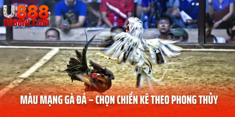 Màu Mạng Gà Đá