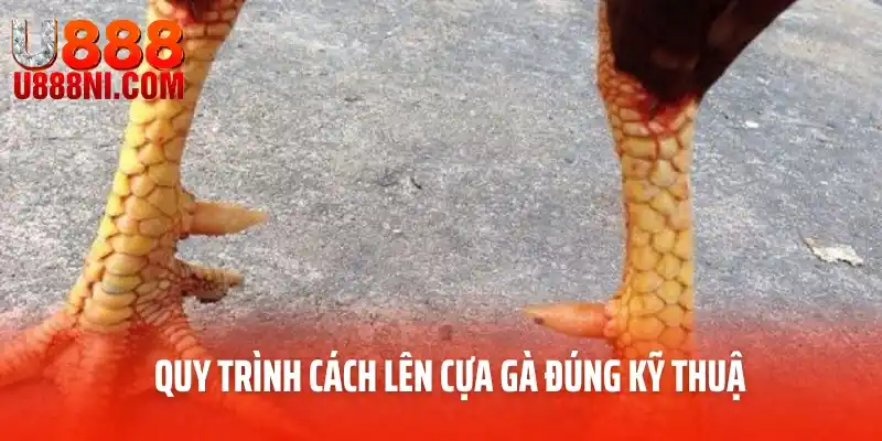 Quy trình cách lên cựa gà đúng kỹ thuật