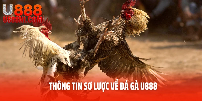 Thông tin sơ lược về đá gà U888