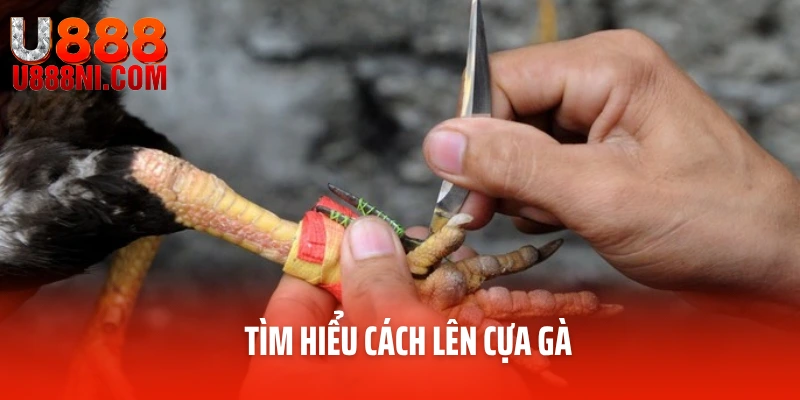 Tìm hiểu cách lên cựa gà